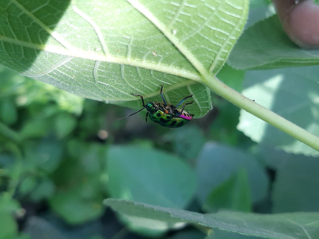 How to Protect Your Garden: Identifying and Managing Aphids – Gardening ...